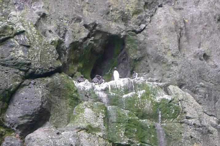 vestmanna, birds