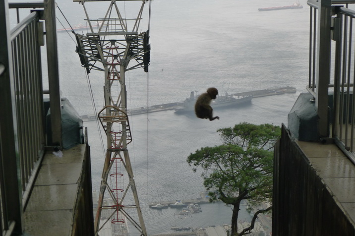 Monkey-jumping.JPG