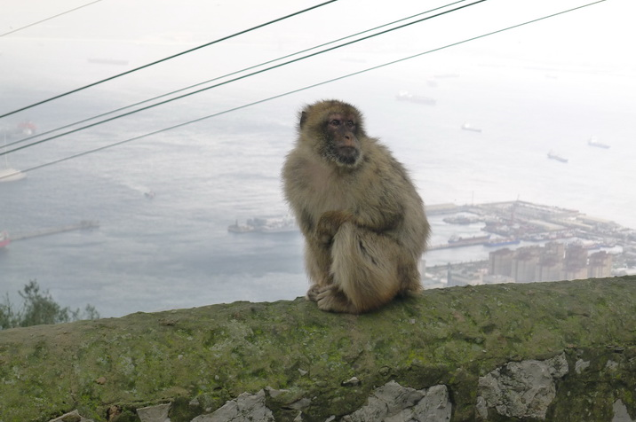 Monkey.JPG