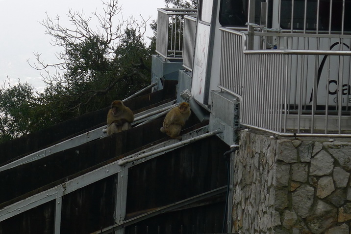 Monkeys.JPG