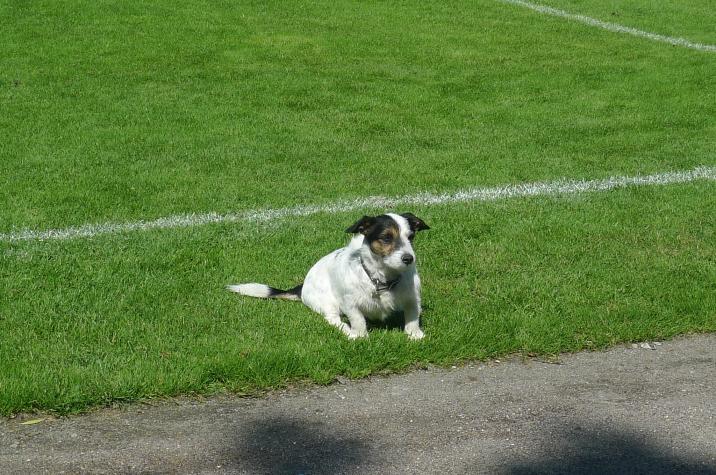 hund