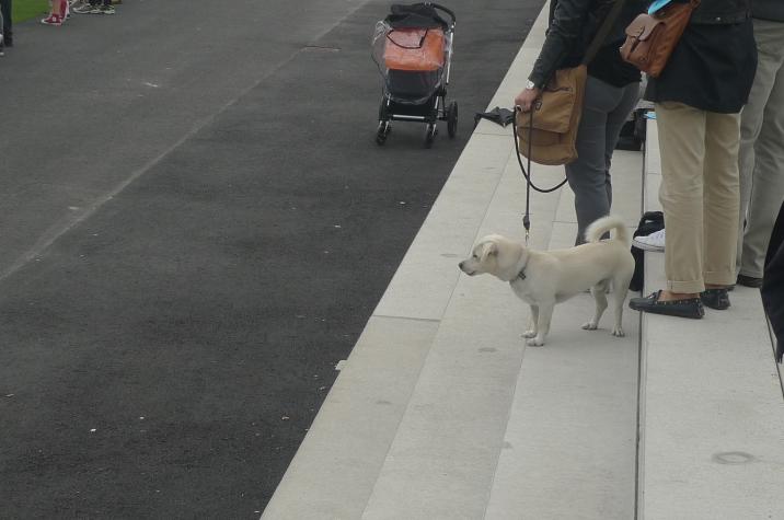 hund