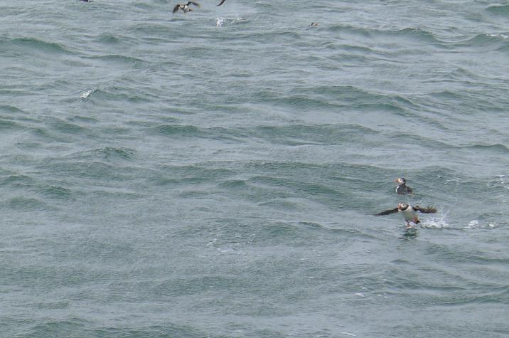 puffins