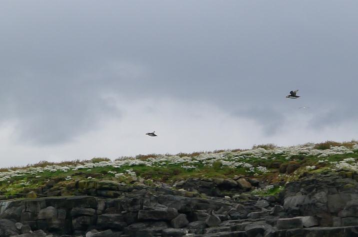puffins2