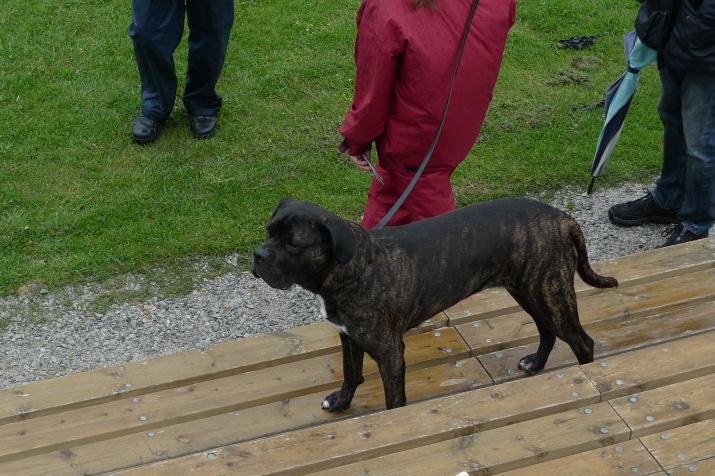 hund