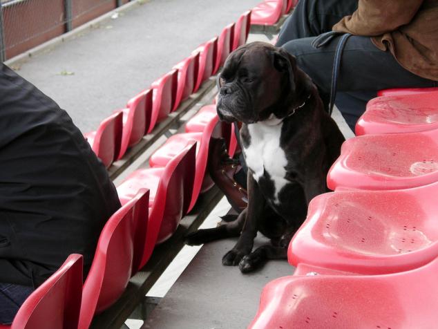 hund