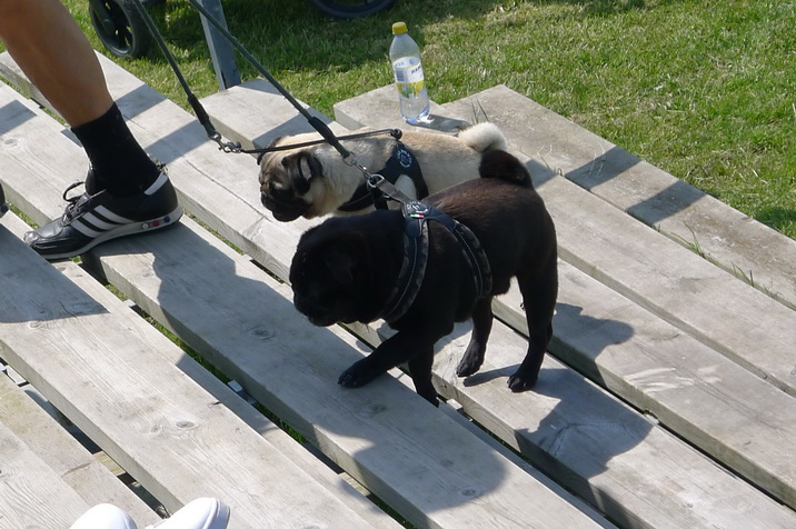 Dogs.JPG