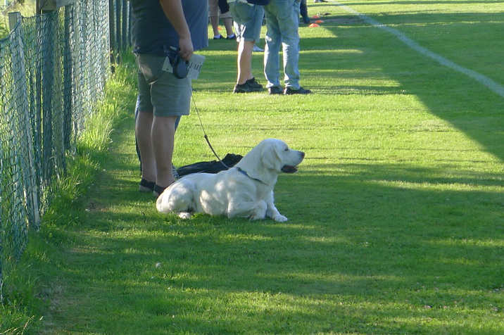 Dog.JPG