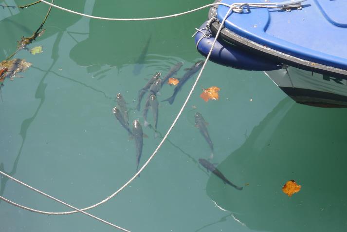 fish