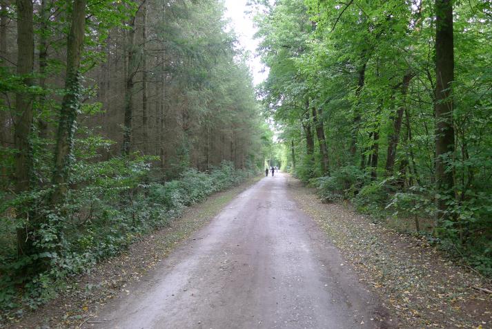 skog skog