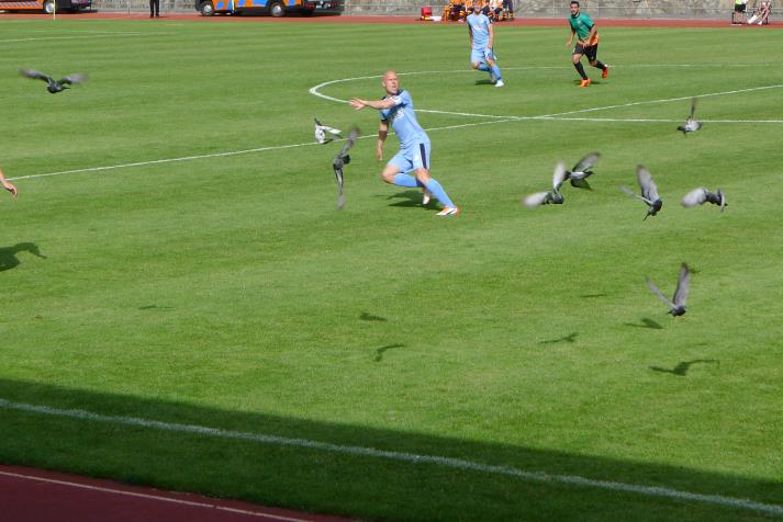 birds